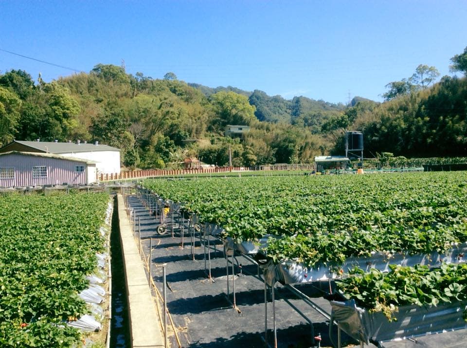 「大湖草莓季」提前開採！所有草莓園通通免費入園