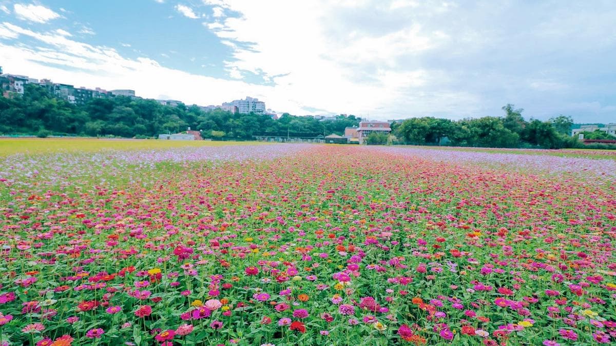 IG最愛!全台6大冬季美拍花海:關渡波斯菊、楊梅粉紫仙草、新社蕎麥花 IG最愛!全台6大冬季美拍花海:關渡波斯菊、楊梅粉紫仙草、新社蕎麥花