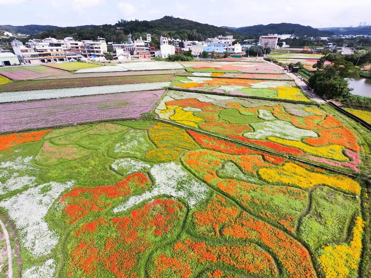 IG最愛!全台6大冬季美拍花海:關渡波斯菊、楊梅粉紫仙草、新社蕎麥花 IG最愛!全台6大冬季美拍花海:關渡波斯菊、楊梅粉紫仙草、新社蕎麥花