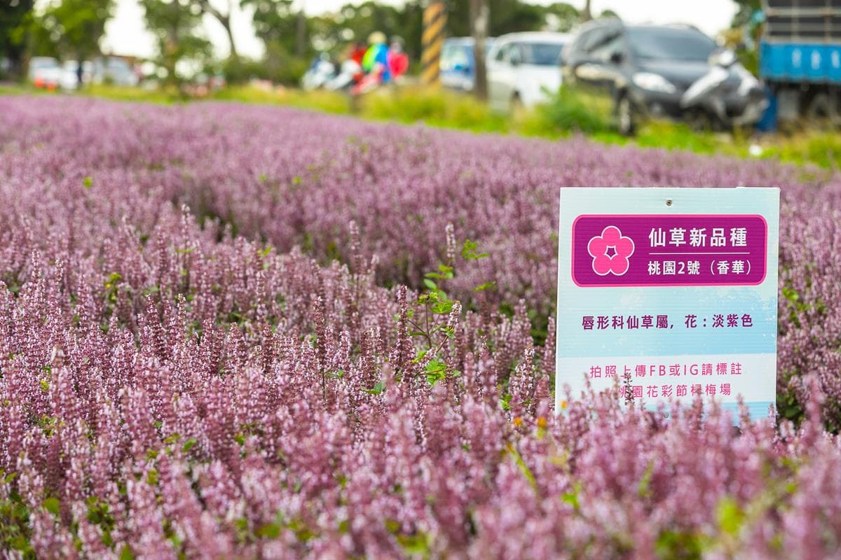 IG最愛!全台6大冬季美拍花海:關渡波斯菊、楊梅粉紫仙草、新社蕎麥花 IG最愛!全台6大冬季美拍花海:關渡波斯菊、楊梅粉紫仙草、新社蕎麥花