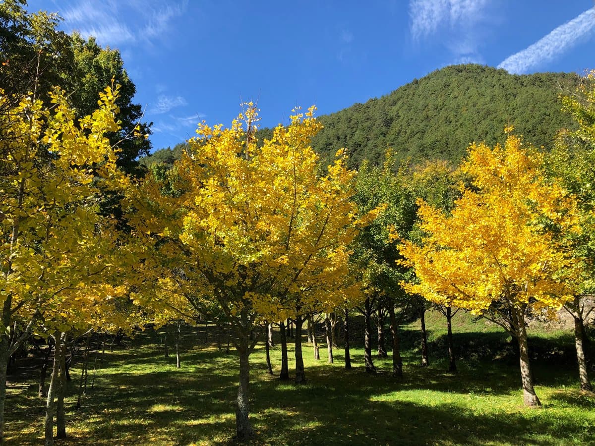 武陵農場冬季好美！賞落羽松、銀杏美景趁現在