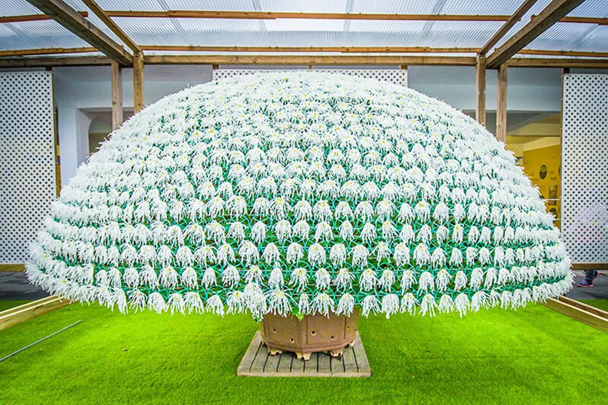 IG最愛!全台6大冬季美拍花海:關渡波斯菊、楊梅粉紫仙草、新社蕎麥花 IG最愛!全台6大冬季美拍花海:關渡波斯菊、楊梅粉紫仙草、新社蕎麥花