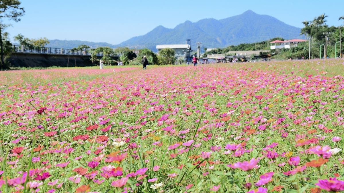 IG最愛!全台6大冬季美拍花海:關渡波斯菊、楊梅粉紫仙草、新社蕎麥花 IG最愛!全台6大冬季美拍花海:關渡波斯菊、楊梅粉紫仙草、新社蕎麥花