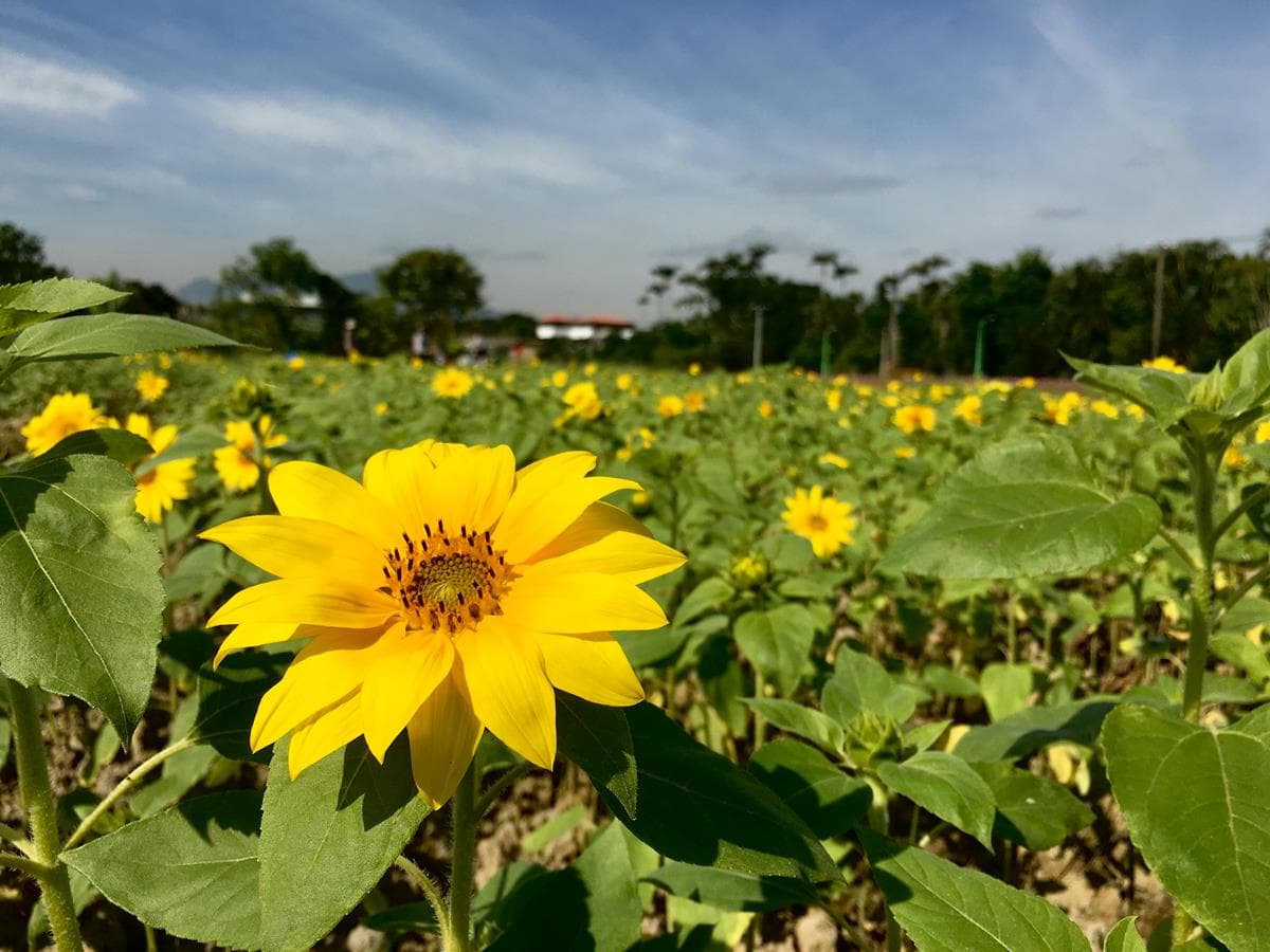 IG最愛!全台6大冬季美拍花海:關渡波斯菊、楊梅粉紫仙草、新社蕎麥花 IG最愛!全台6大冬季美拍花海:關渡波斯菊、楊梅粉紫仙草、新社蕎麥花