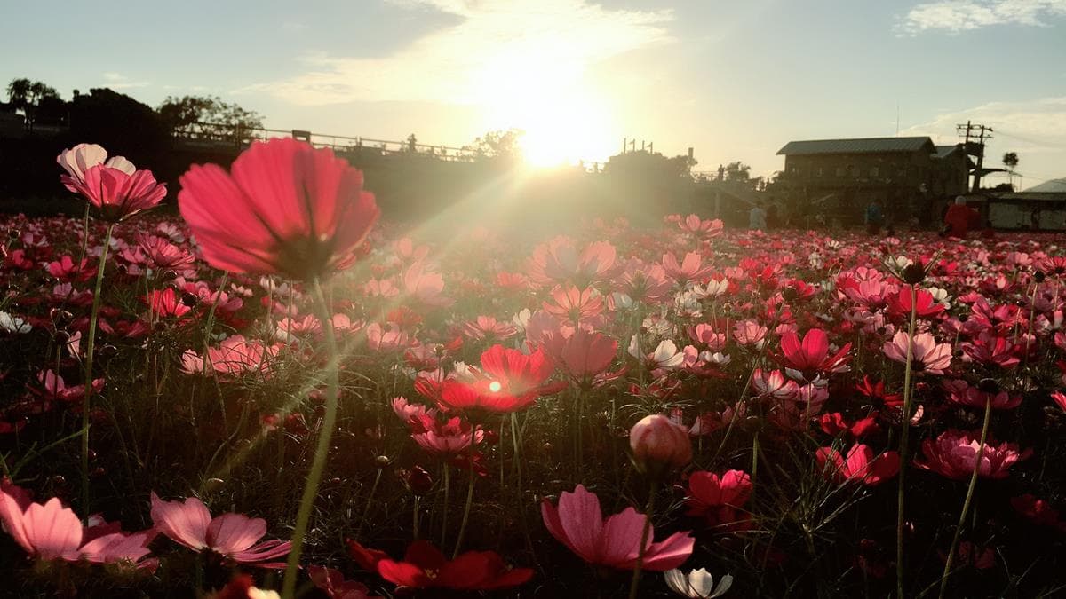 IG最愛!全台6大冬季美拍花海:關渡波斯菊、楊梅粉紫仙草、新社蕎麥花 IG最愛!全台6大冬季美拍花海:關渡波斯菊、楊梅粉紫仙草、新社蕎麥花