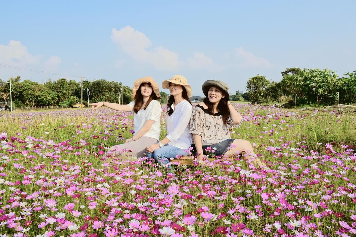 夢幻波斯菊！台北最大「關渡秘境」萬坪花海免費拍