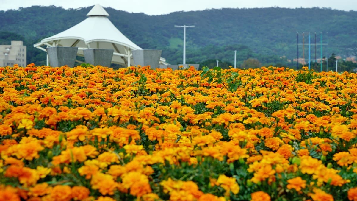 IG最愛!全台6大冬季美拍花海:關渡波斯菊、楊梅粉紫仙草、新社蕎麥花 IG最愛!全台6大冬季美拍花海:關渡波斯菊、楊梅粉紫仙草、新社蕎麥花