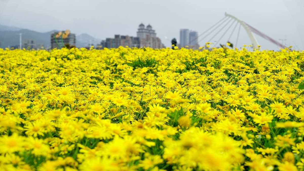 IG最愛!全台6大冬季美拍花海:關渡波斯菊、楊梅粉紫仙草、新社蕎麥花 IG最愛!全台6大冬季美拍花海:關渡波斯菊、楊梅粉紫仙草、新社蕎麥花