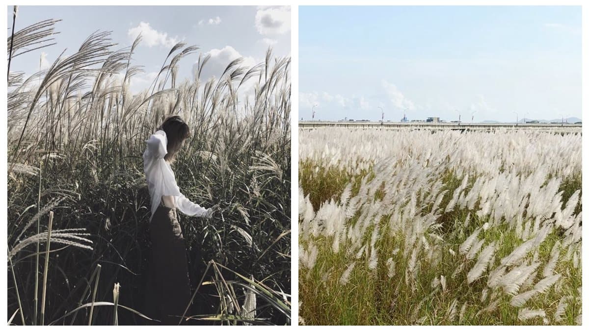 IG最愛!全台6大冬季美拍花海:關渡波斯菊、楊梅粉紫仙草、新社蕎麥花 IG最愛!全台6大冬季美拍花海:關渡波斯菊、楊梅粉紫仙草、新社蕎麥花