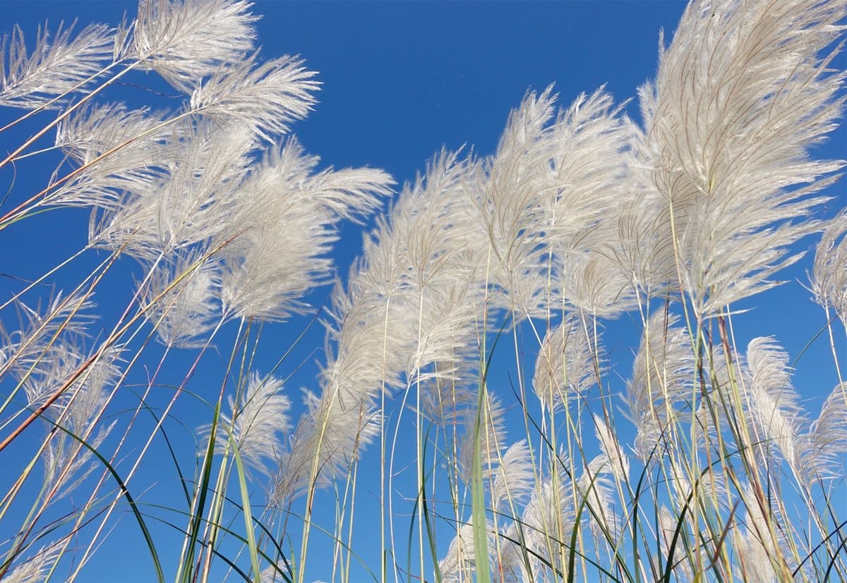 IG最愛!全台6大冬季美拍花海:關渡波斯菊、楊梅粉紫仙草、新社蕎麥花 IG最愛!全台6大冬季美拍花海:關渡波斯菊、楊梅粉紫仙草、新社蕎麥花