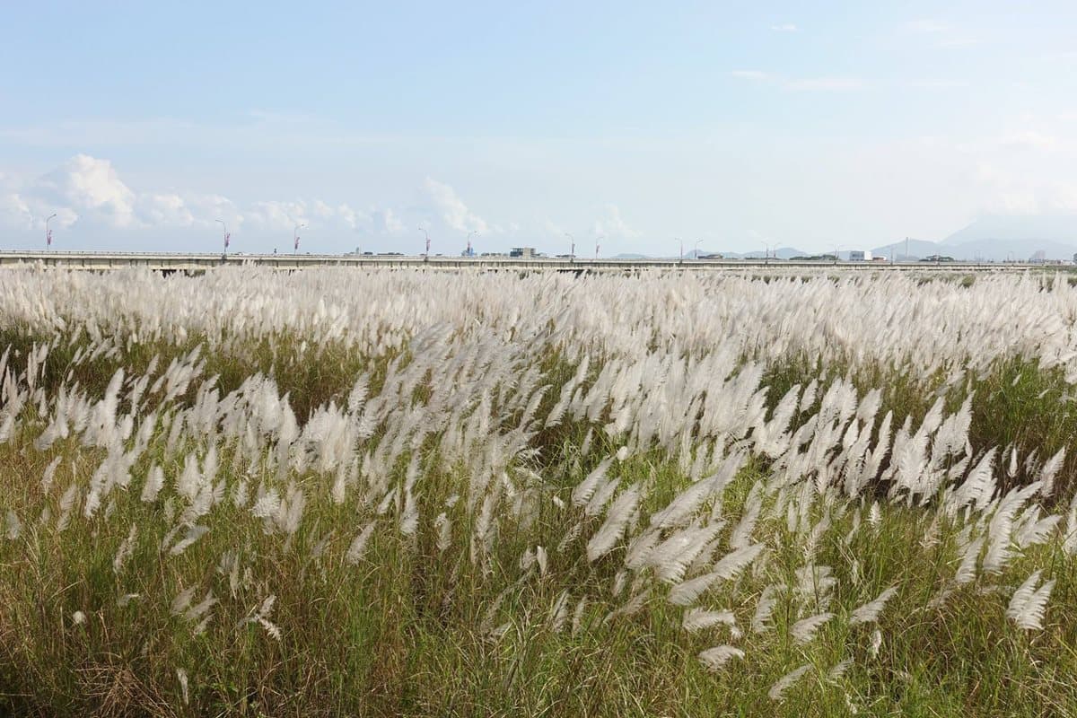 IG最愛!全台6大冬季美拍花海:關渡波斯菊、楊梅粉紫仙草、新社蕎麥花 IG最愛!全台6大冬季美拍花海:關渡波斯菊、楊梅粉紫仙草、新社蕎麥花