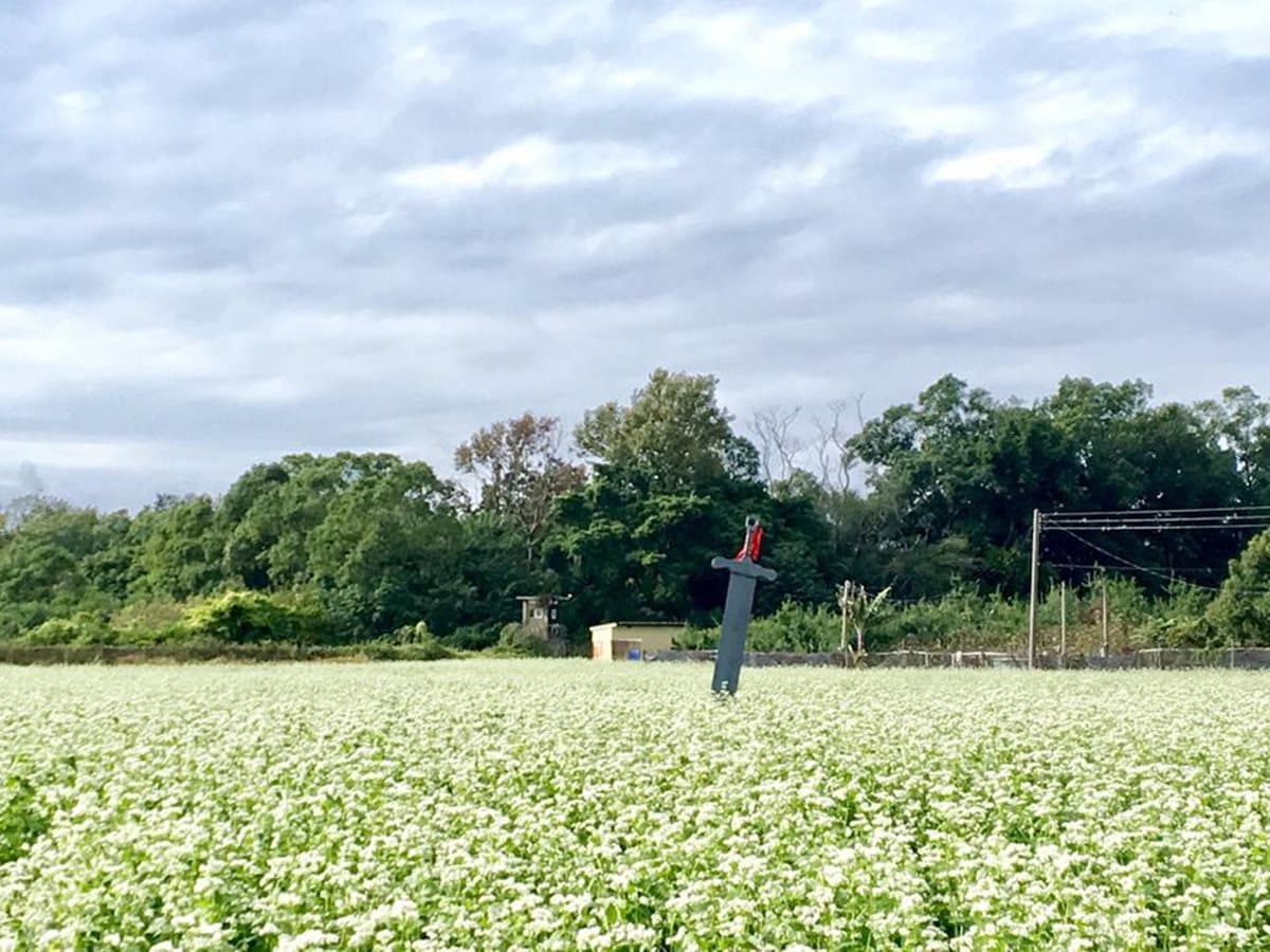 IG最愛!全台6大冬季美拍花海:關渡波斯菊、楊梅粉紫仙草、新社蕎麥花 IG最愛!全台6大冬季美拍花海:關渡波斯菊、楊梅粉紫仙草、新社蕎麥花