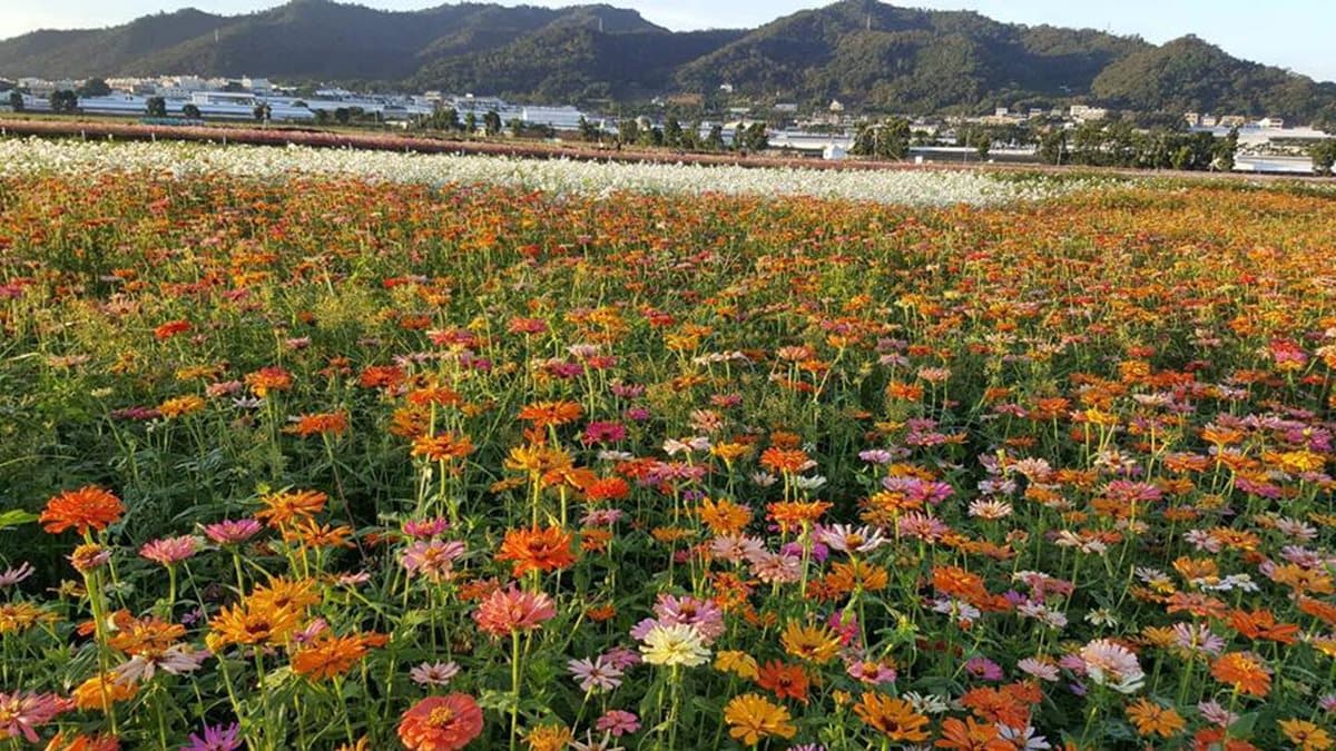 IG最愛!全台6大冬季美拍花海:關渡波斯菊、楊梅粉紫仙草、新社蕎麥花 IG最愛!全台6大冬季美拍花海:關渡波斯菊、楊梅粉紫仙草、新社蕎麥花