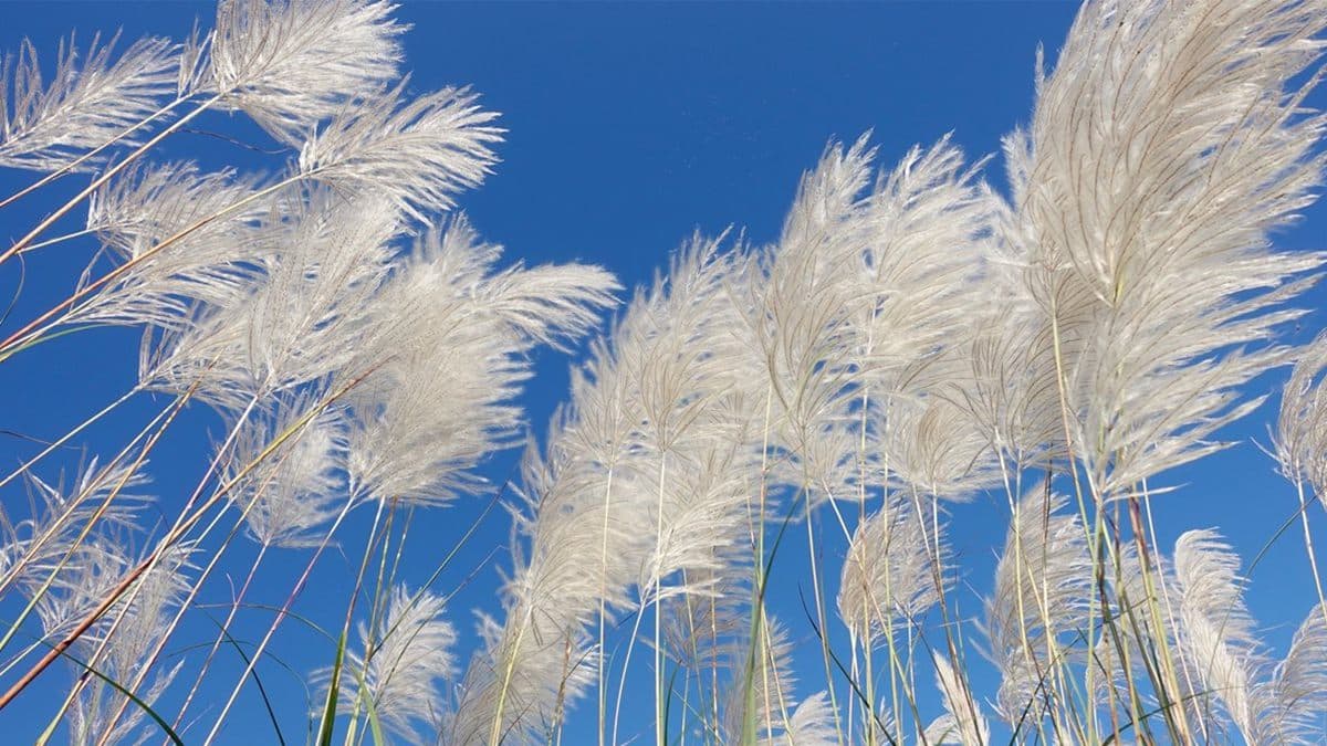 來張美照吧!宜蘭50公頃芒花盛開 雪白花海超浪漫