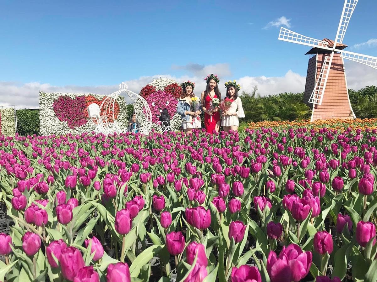 一秒飛荷蘭！媲美外國「鬱金香花海」現身台中