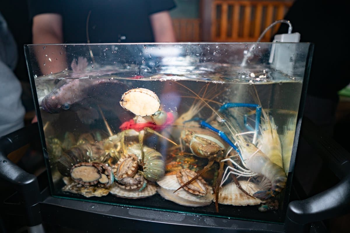 【新開店】點活海鮮送上水族箱!這家鍋物1次吃10款太痛風 【新開店】點活海鮮送上水族箱!這家鍋物1次吃10款太痛風