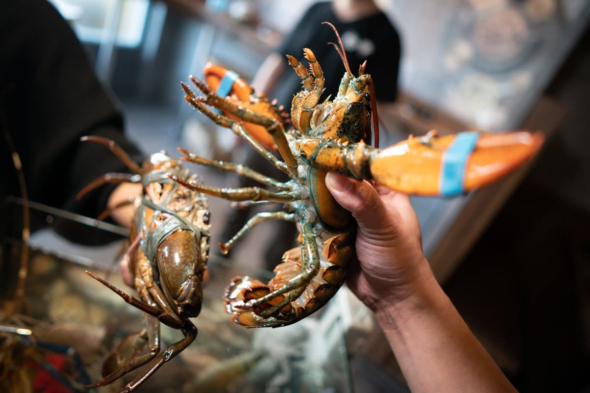 【新開店】點活海鮮送上水族箱!這家鍋物1次吃10款太痛風 【新開店】點活海鮮送上水族箱!這家鍋物1次吃10款太痛風