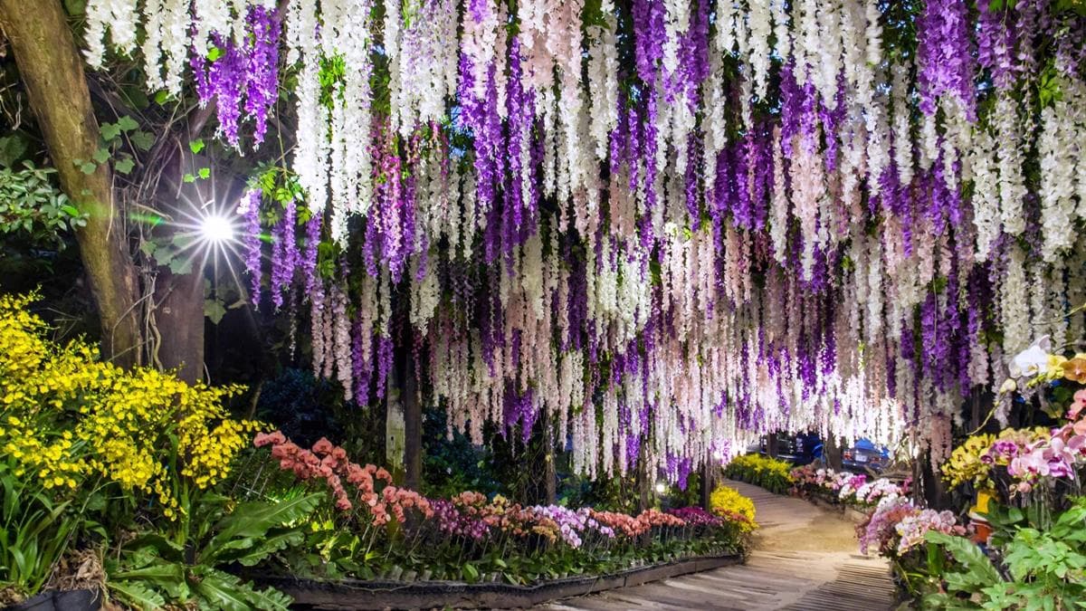 隱藏打卡點！35公尺「紫藤花隧道」採草莓、泡溫泉玩整天都不膩