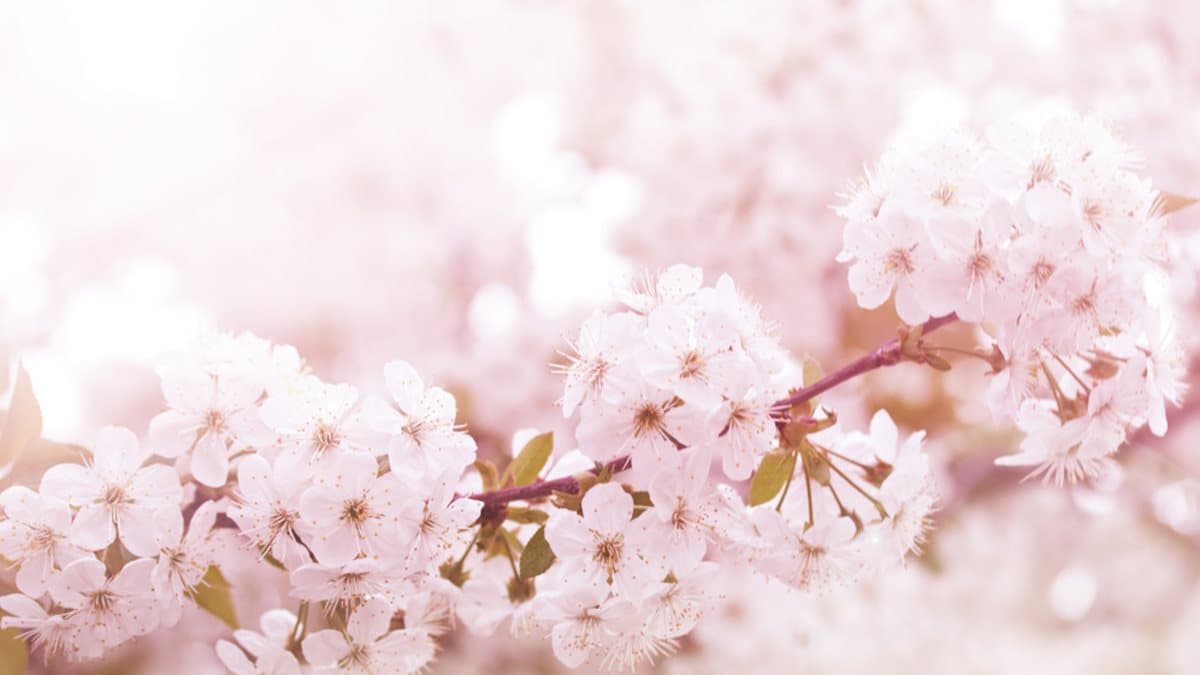 2019賞櫻這張秒懂! 祕境全攻略,2,600棵櫻花樹看到飽 2019賞櫻這張秒懂! 祕境全攻略,2,600棵櫻花樹看到飽