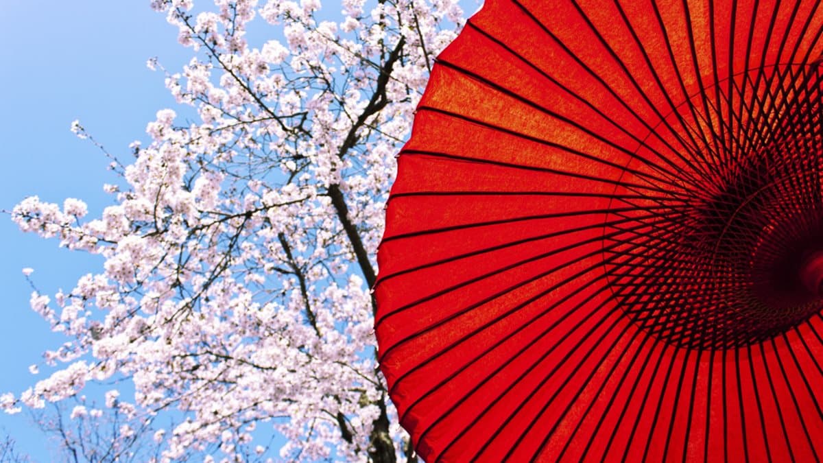 2019賞櫻這張秒懂! 祕境全攻略,2,600棵櫻花樹看到飽 2019賞櫻這張秒懂! 祕境全攻略,2,600棵櫻花樹看到飽