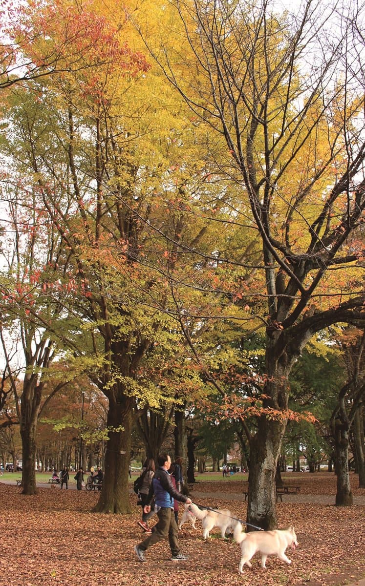 東京居然這麼美!必訪這3家「森林咖啡館」 東京居然這麼美!必訪這3家「森林咖啡館」