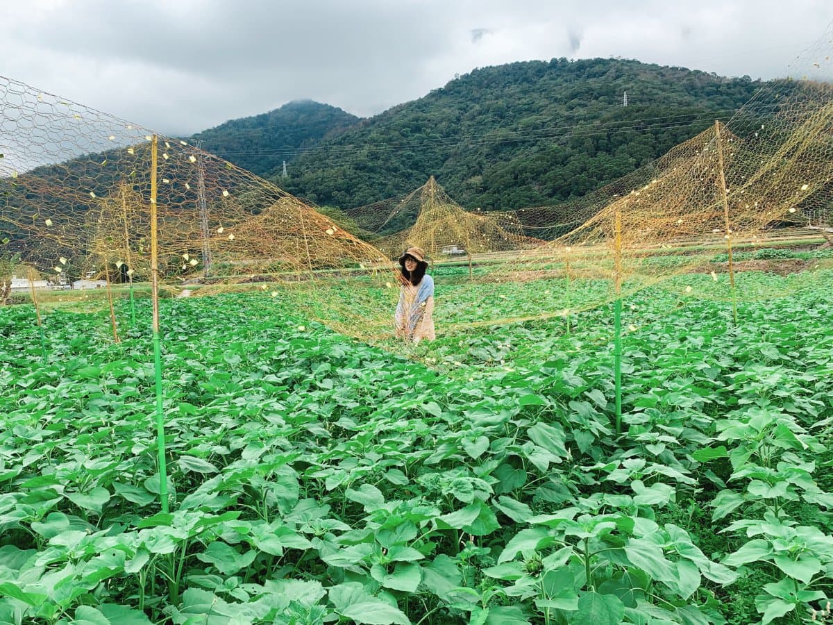 拍起來！台東6大花海美拍點：波斯菊、向日葵、油菜花