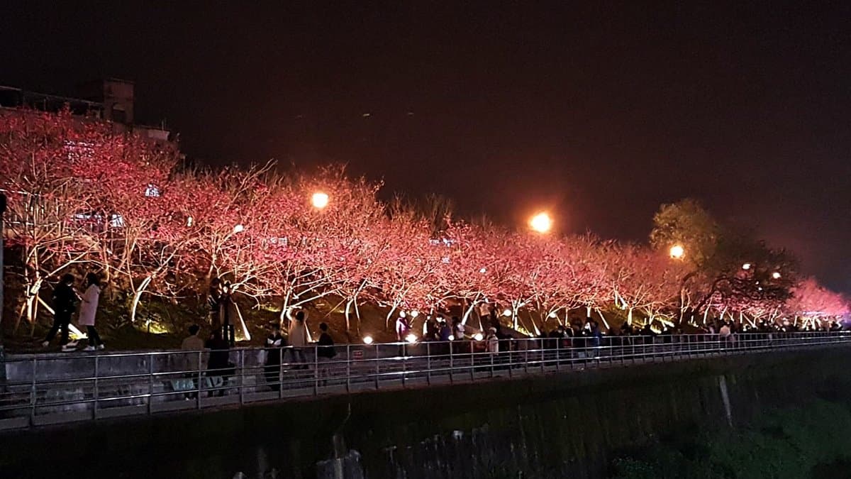 3公里夜櫻步道！22天「樂活夜櫻季」登場，賞櫻花不用跑郊區