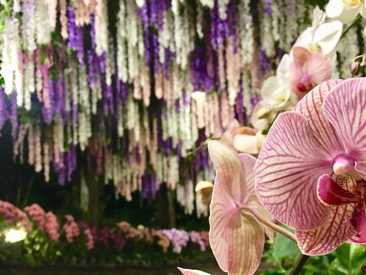 隱藏打卡點！35公尺「紫藤花隧道」採草莓、泡溫泉玩整天都不膩