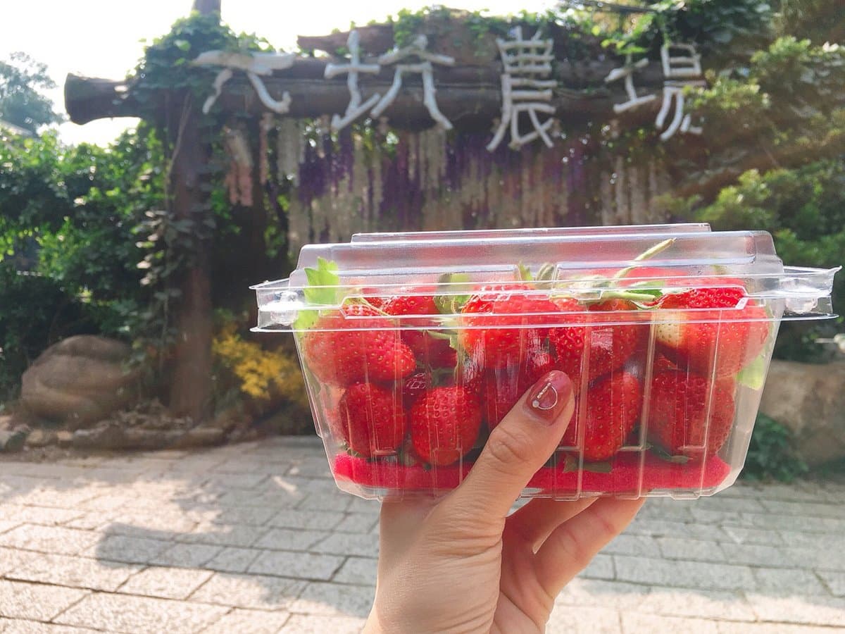 隱藏打卡點！35公尺「紫藤花隧道」採草莓、泡溫泉玩整天都不膩