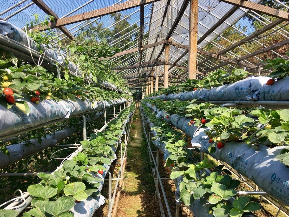 隱藏打卡點！35公尺「紫藤花隧道」採草莓、泡溫泉玩整天都不膩