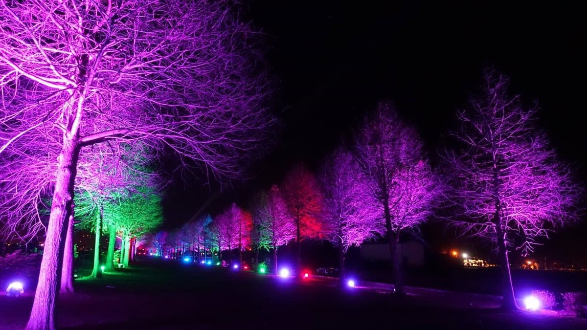 比夜櫻還浪漫！宜蘭最新IG景點 「夜之落羽松」登場