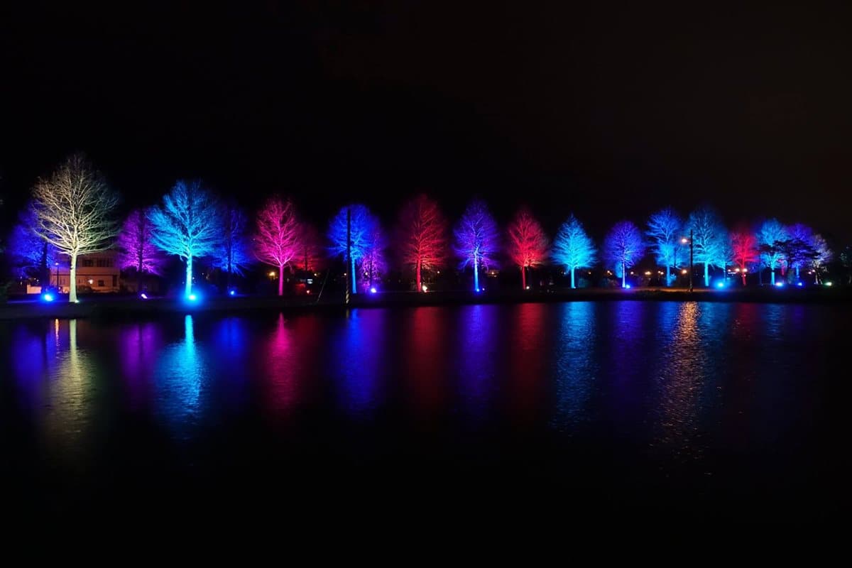 比夜櫻還浪漫！宜蘭最新IG景點 「夜之落羽松」登場