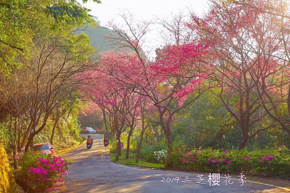 1萬6千顆櫻花綻放!「三芝櫻花季」日期公佈,賞花、玩市集、遛小孩 1萬6千顆櫻花綻放!「三芝櫻花季」日期公佈,賞花、玩市集、遛小孩