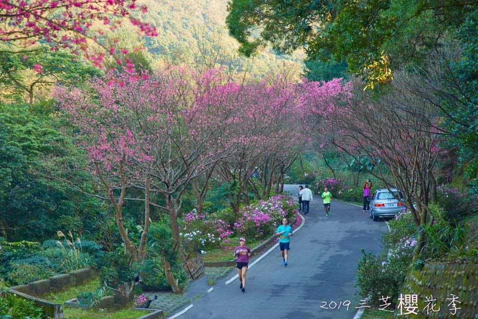 1萬6千顆櫻花綻放!「三芝櫻花季」日期公佈,賞花、玩市集、遛小孩 1萬6千顆櫻花綻放!「三芝櫻花季」日期公佈,賞花、玩市集、遛小孩