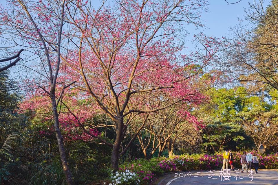 二月最美花海！8個必拍「夢幻櫻花、風鈴木、鬱金香」追花景點