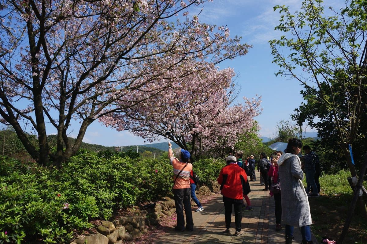 1萬6千顆櫻花綻放!「三芝櫻花季」日期公佈,賞花、玩市集、遛小孩 1萬6千顆櫻花綻放!「三芝櫻花季」日期公佈,賞花、玩市集、遛小孩