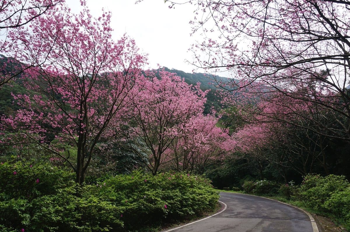 1萬6千顆櫻花綻放!「三芝櫻花季」日期公佈,賞花、玩市集、遛小孩 1萬6千顆櫻花綻放!「三芝櫻花季」日期公佈,賞花、玩市集、遛小孩