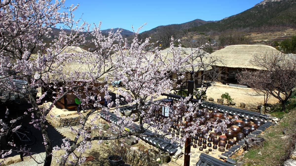 誰說春天只有櫻花開!獻上滿滿韓式「七彩花海」不漏勾 誰說春天只有櫻花開!獻上滿滿韓式「七彩花海」不漏勾