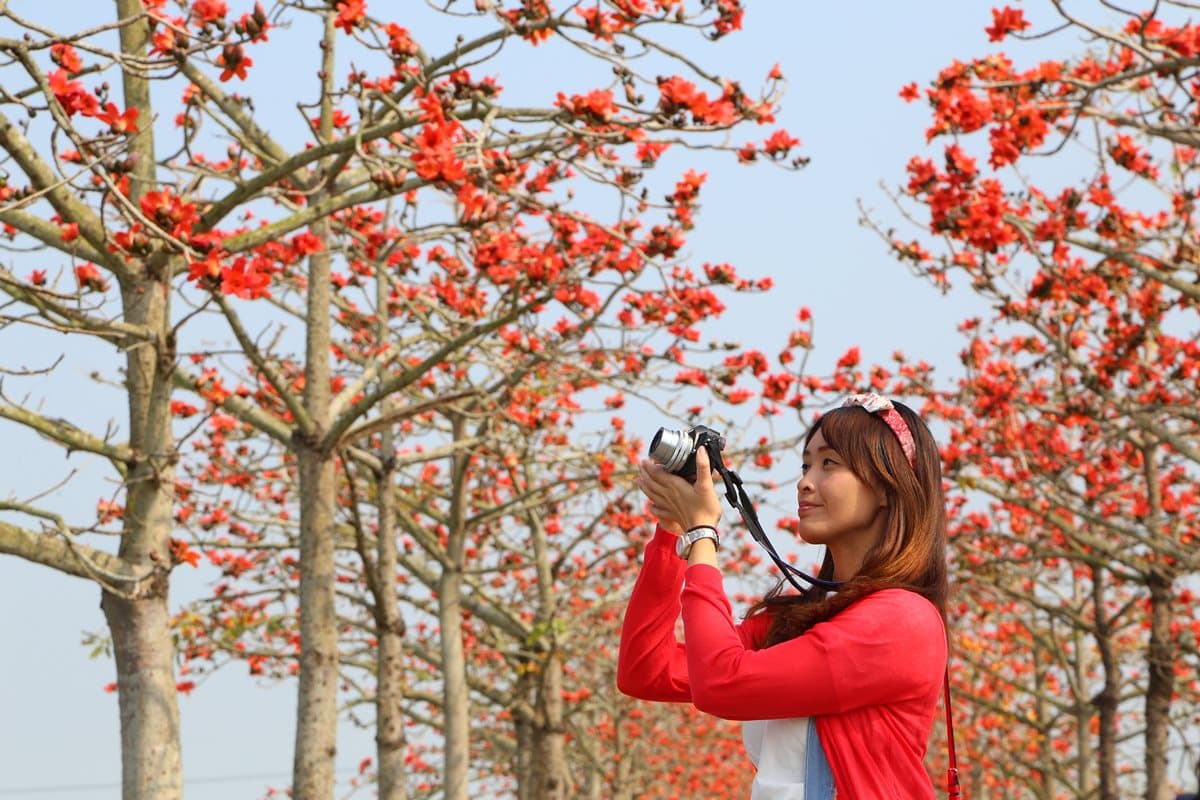 二月最美花海！8個必拍「夢幻櫻花、風鈴木、鬱金香」追花景點