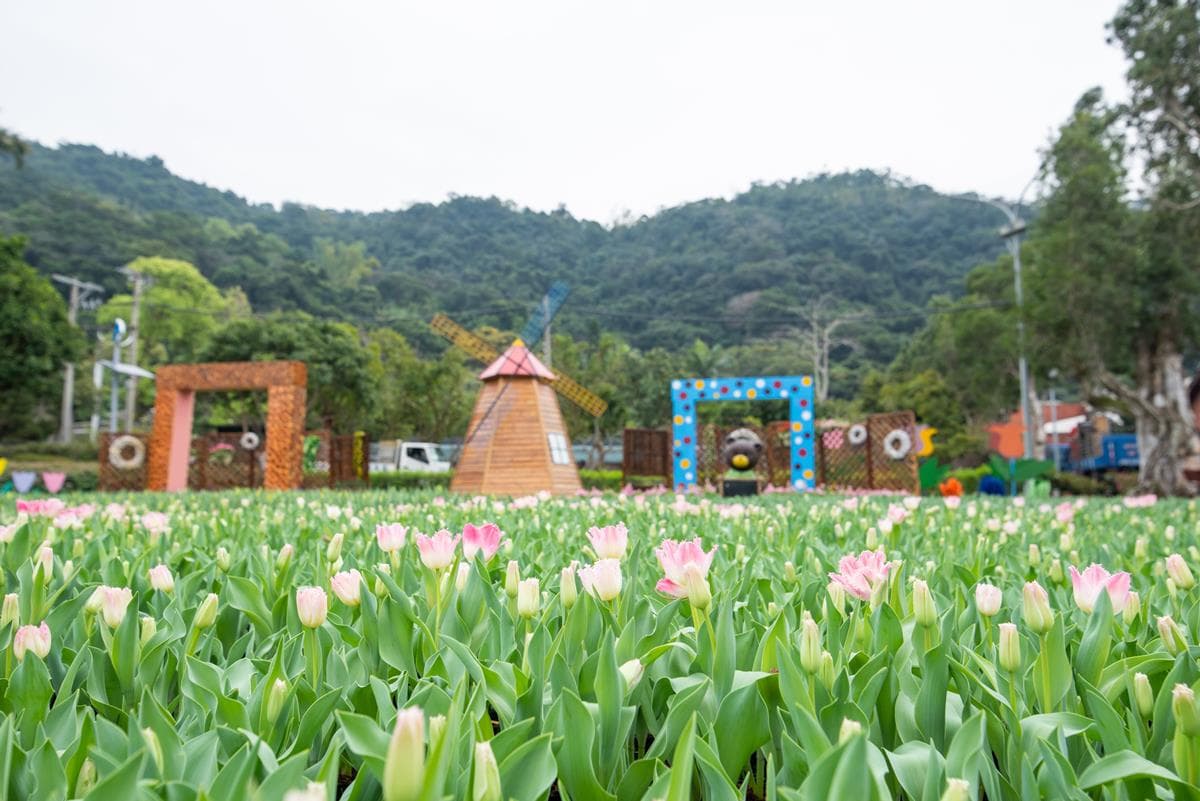 不用飛國外台北也有！7萬株「荷蘭、日本鬱金香」同時綻放