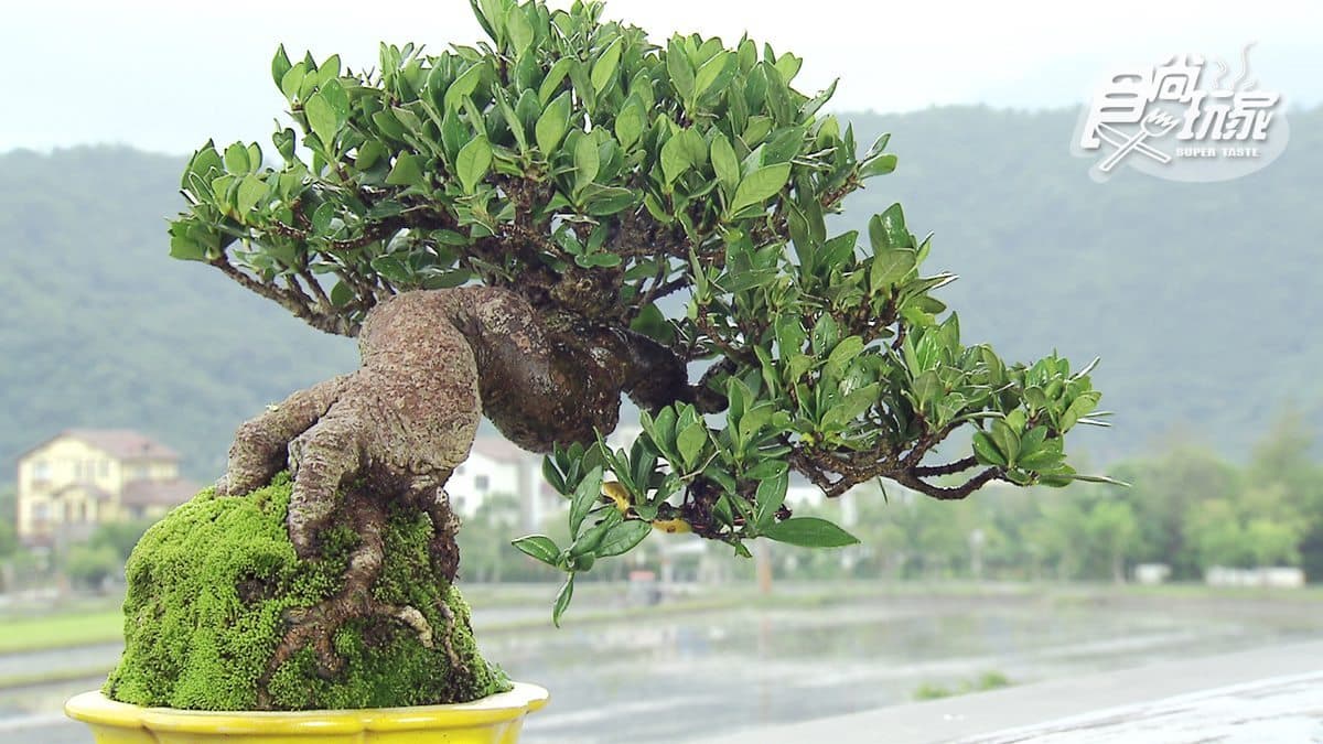宜蘭VVIP級冠軍民宿！一層一戶景觀電梯、兩面落地窗，還有高級鐵板燒