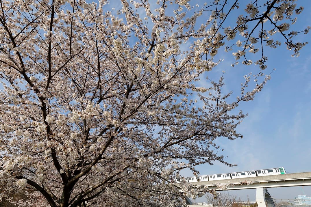掌握「都營交通」 700日圓就讓你「行遍東京」