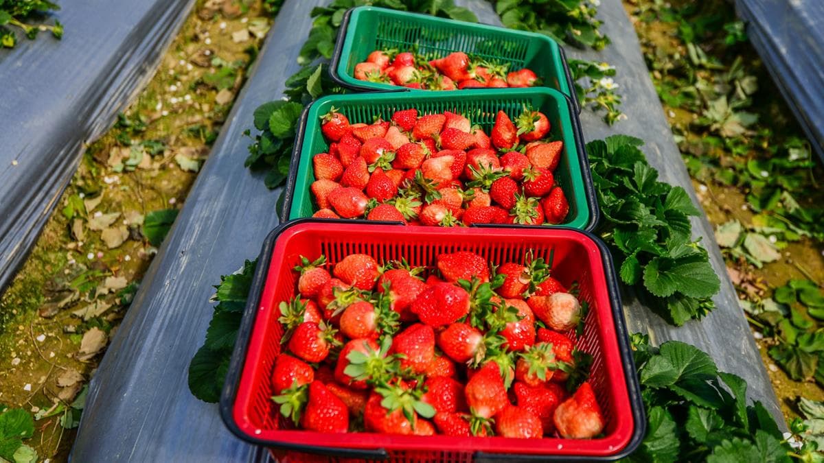 準備採草莓了!2019「內湖草莓季」果醬DIY、消費送草莓果粒冰淇淋 準備採草莓了!2019「內湖草莓季」果醬DIY、消費送草莓果粒冰淇淋