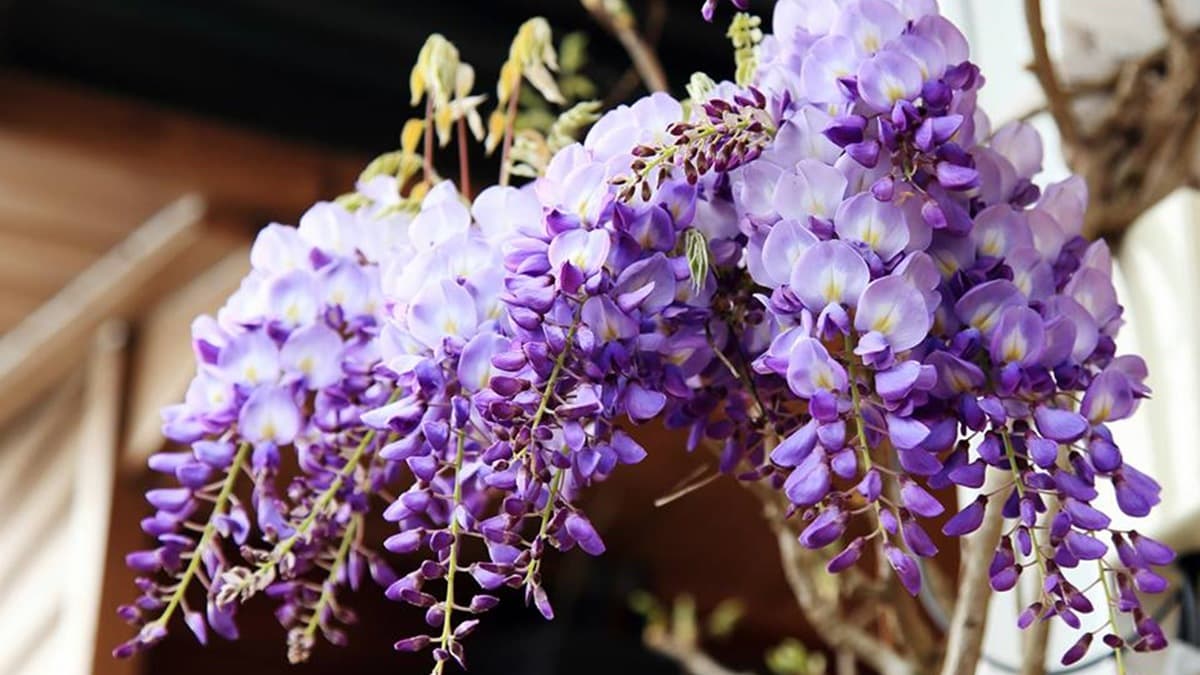季節限定「紫藤花」開了！ 嘉義166縣道近20處景點夢幻登場