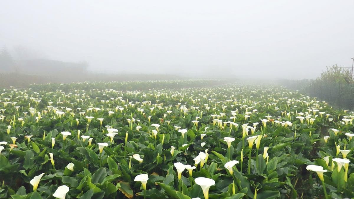 純白海芋全開了!2019「竹子湖海芋季」登場,雲霧繚繞如仙境 純白海芋全開了!2019「竹子湖海芋季」登場,雲霧繚繞如仙境