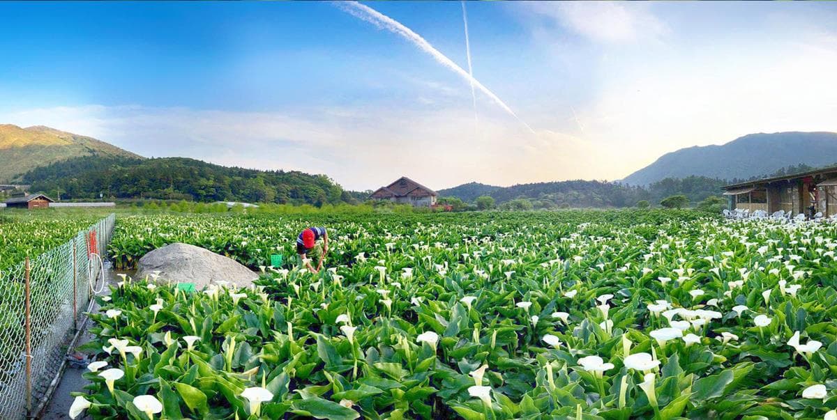 純白海芋全開了!2019「竹子湖海芋季」登場,雲霧繚繞如仙境 純白海芋全開了!2019「竹子湖海芋季」登場,雲霧繚繞如仙境