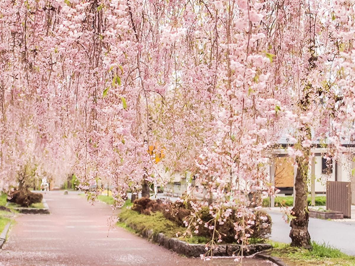 折現金出國去！日本東北「旅遊補助」20～49歲都有，最高折8000元