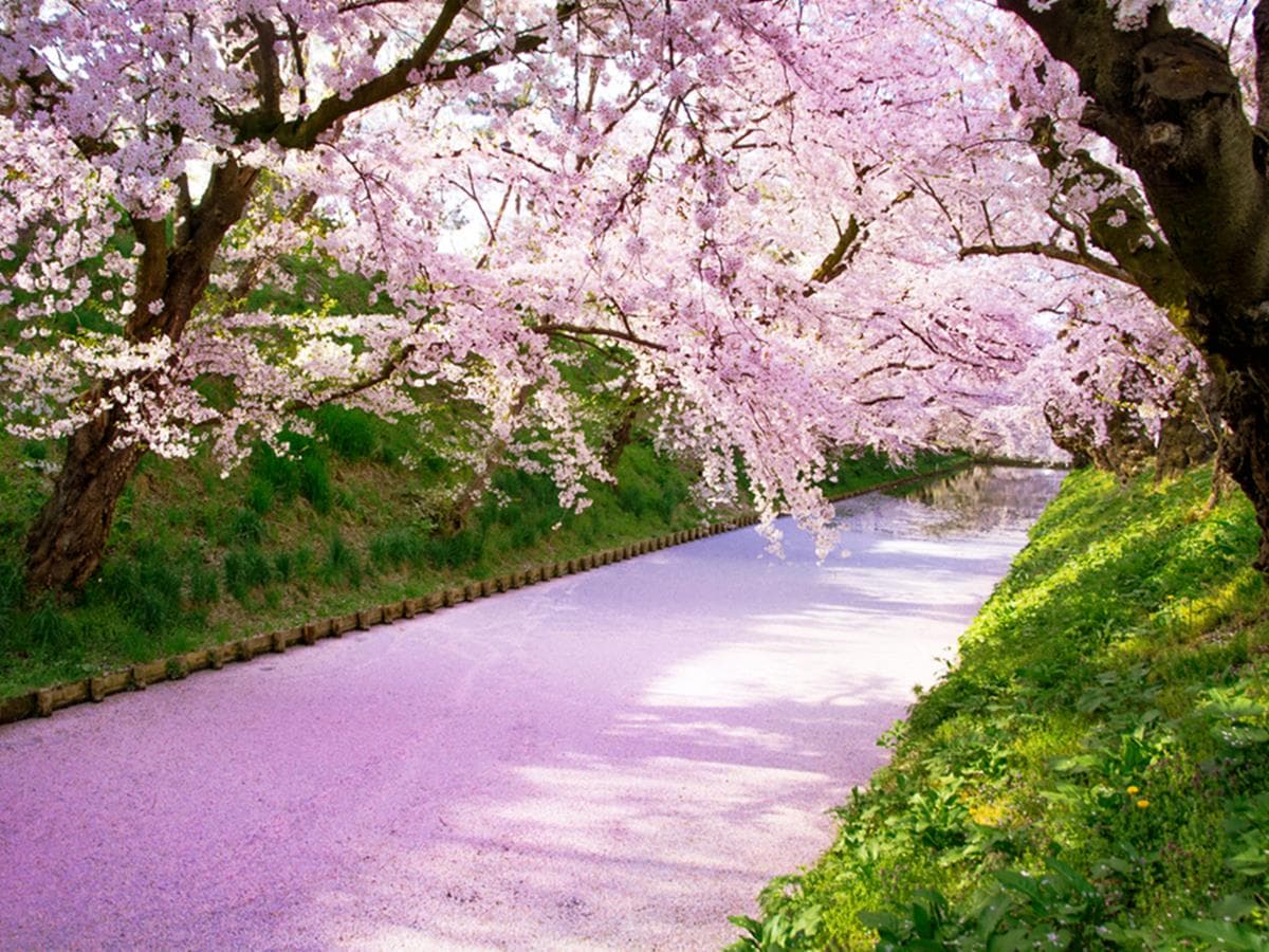 折現金出國去！日本東北「旅遊補助」20～49歲都有，最高折8000元