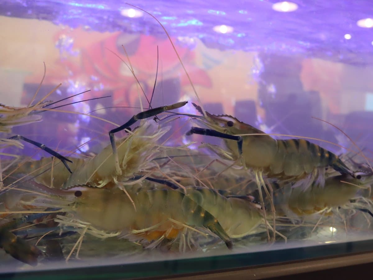 【新開店】林口也有了！雙北「最大水道流水蝦」　超大烤盤一次烤到爽