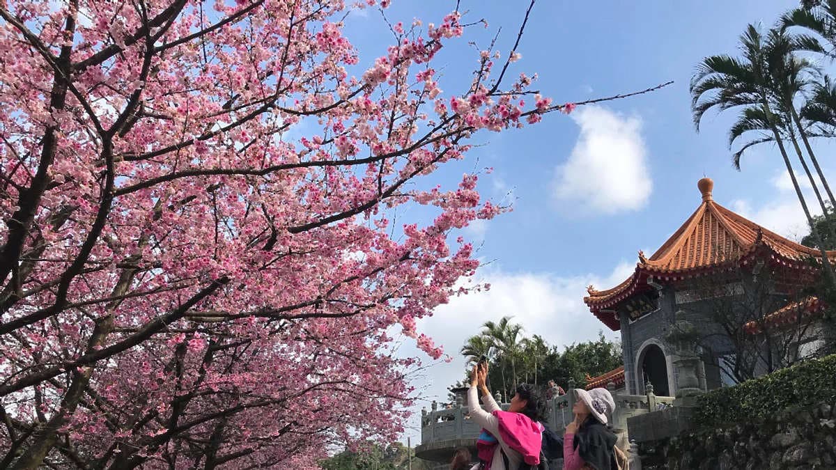追最美粉爆花海!賞櫻聖地「淡水天元宮」吉野櫻開花日期預測
